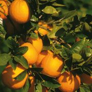 FARFALLA Orange süss bio, 50ml